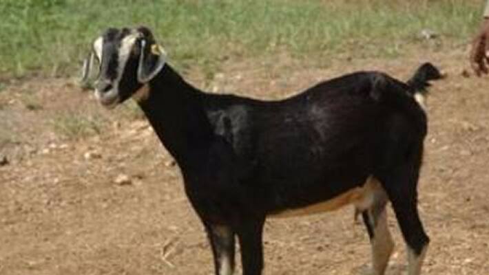 sheep goat theft in dubbak mandal sheep goat theft in dubbak mandal