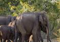 Elephants attack tourist vehicle Jim Corbett National Park Uttarakhand