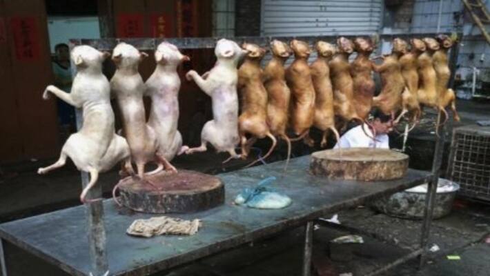 dog meat effect dull business in chennai non veh hotels dog meat effect dull business in chennai non veh hotels