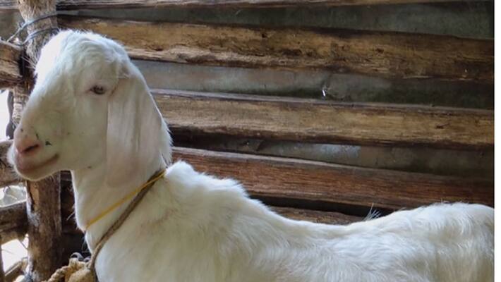 8 men rape pregnant goat in Haryana 8 men rape pregnant goat in Haryana