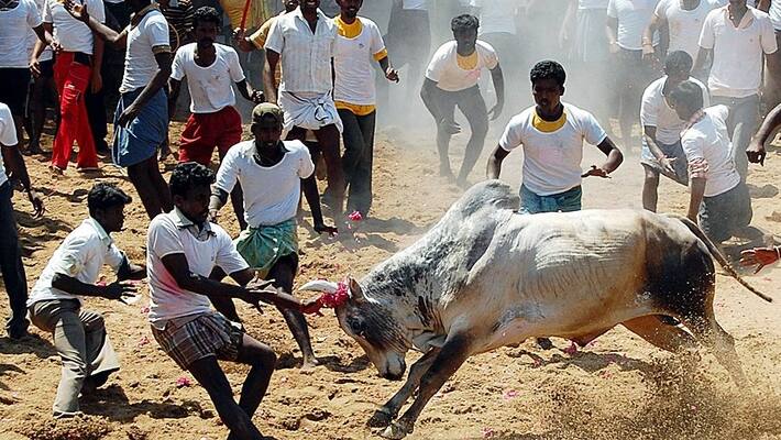 Villagers Pelt Stones At Police Team Trying To Stop Jallikattu In tamilnadu Villagers Pelt Stones At Police Team Trying To Stop Jallikattu In tamilnadu
