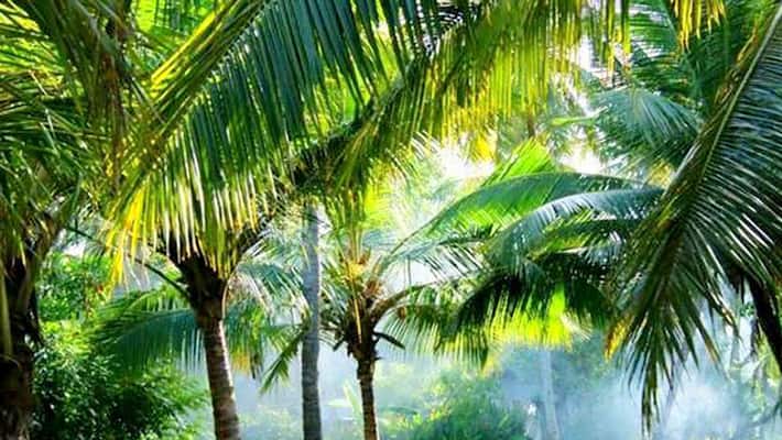 Kollam island Munroe Thuruth in danger of sinking Pinarayi Vijayan looking into conserving it Kollam island Munroe Thuruth in danger of sinking Pinarayi Vijayan looking into conserving it