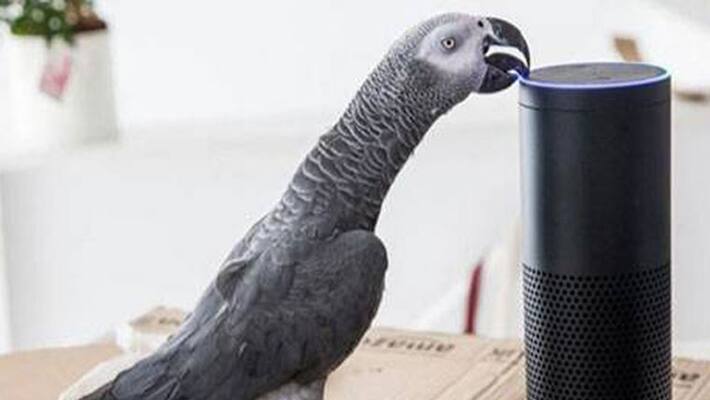 Parrot goes viral after placing Amazon order Parrot goes viral after placing Amazon order