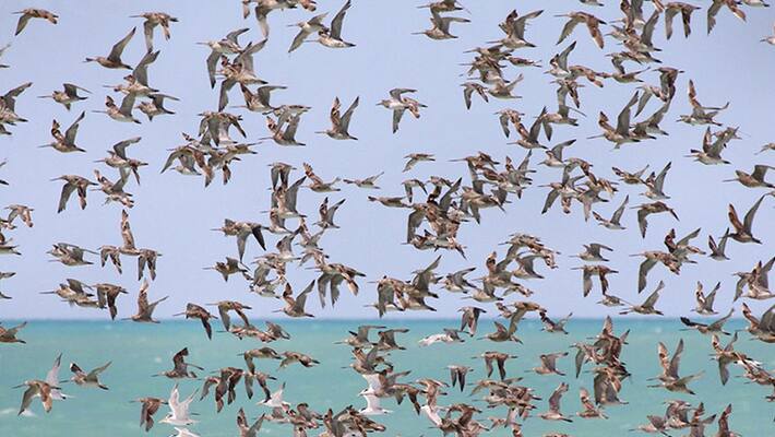 Mobile App For Wildlife Lovers Launched Mobile App For Wildlife Lovers Launched