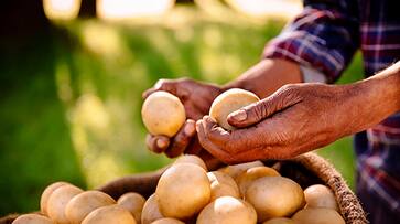 know what happen to the body will be if you stop eating potatoes for a month in tamil mks know what happen to the body will be if you stop eating potatoes for a month in tamil mks