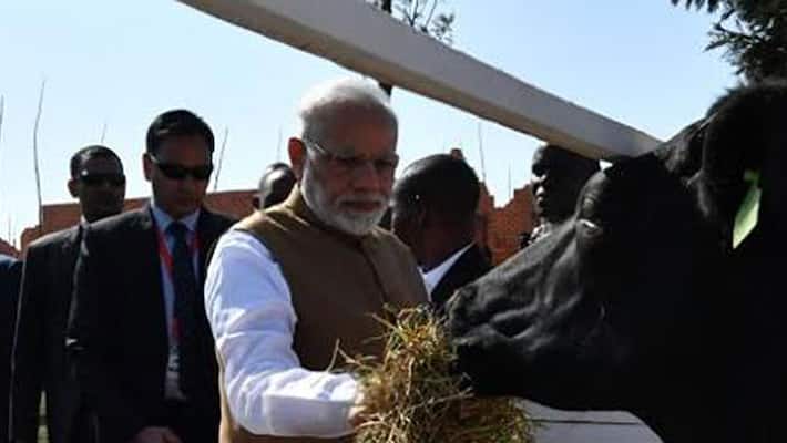 PM Modi in Africa Why cow is the best gift in Rwanda PM Modi in Africa Why cow is the best gift in Rwanda
