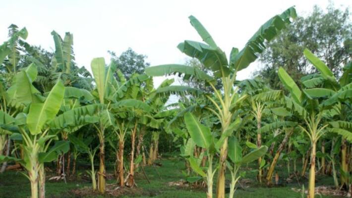 These two diseases can cause severe damage to the bacteria Control system inside ... These two diseases can cause severe damage to the bacteria Control system inside ...
