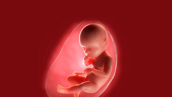 17 fetuses found dumped in west bengal, probe ordered 17 fetuses found dumped in west bengal, probe ordered