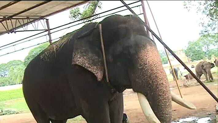 Supreme court verdict on protection of elephant Supreme court verdict on protection of elephant
