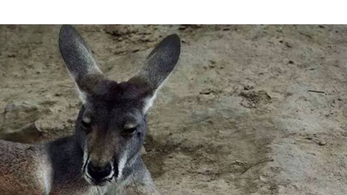 kangaroo stoned to death for not entertaining viewers kangaroo stoned to death for not entertaining viewers