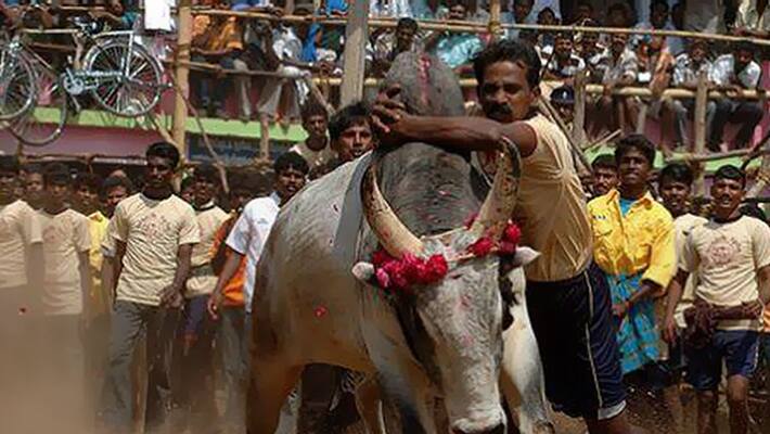 Bull Race Held at Guttal in Haveri District Bull Race Held at Guttal in Haveri District