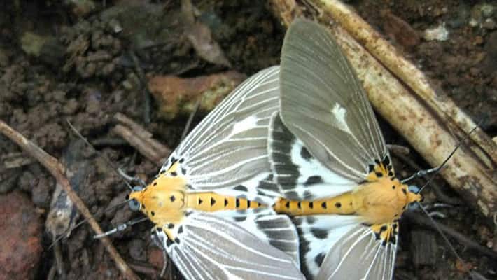 Tiger moths spread diseases Chikungunya Dengue Tiger moths spread diseases Chikungunya Dengue