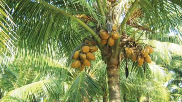This may be due to cough and coconut shells in coconut ... This may be due to cough and coconut shells in coconut ...