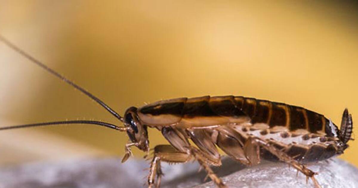 Live cockroach gets comfortable inside a woman's head