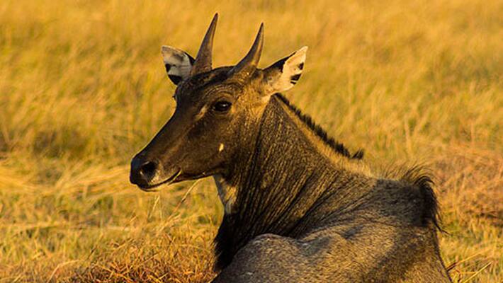Nilgai and Wild Boar Culling Plan Amid Crop Damage In bihar gow Nilgai and Wild Boar Culling Plan Amid Crop Damage In bihar gow