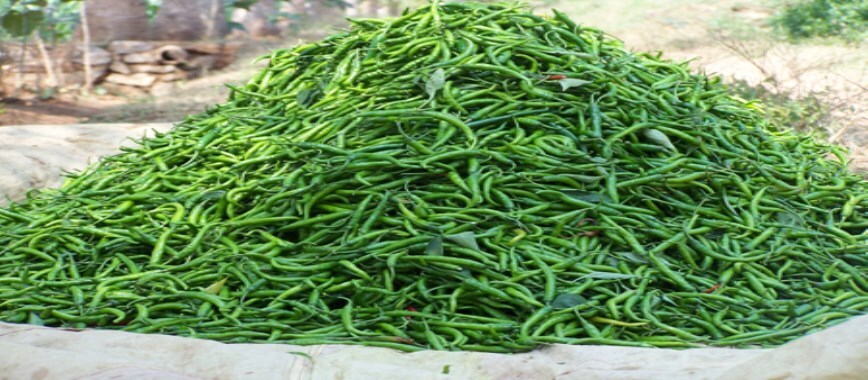 chilli like spicy food help diabetics - bsb