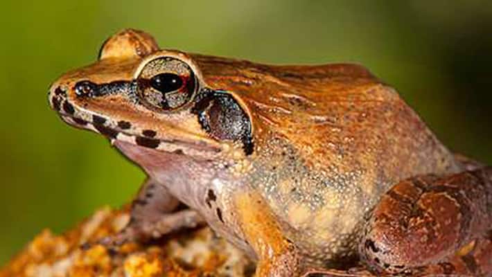 New find Western Ghats is home to two new leaping frogs New find Western Ghats is home to two new leaping frogs