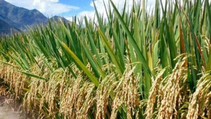 Tourist bus driver cultivates paddy, vegetables on roadside during lockdown lns Tourist bus driver cultivates paddy, vegetables on roadside during lockdown lns