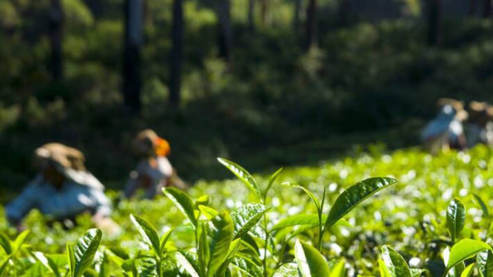 Small tea growers price hiked Small tea growers price hiked