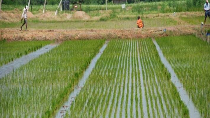 Different Nutrients and Their Importance for Crops ... Different Nutrients and Their Importance for Crops ...