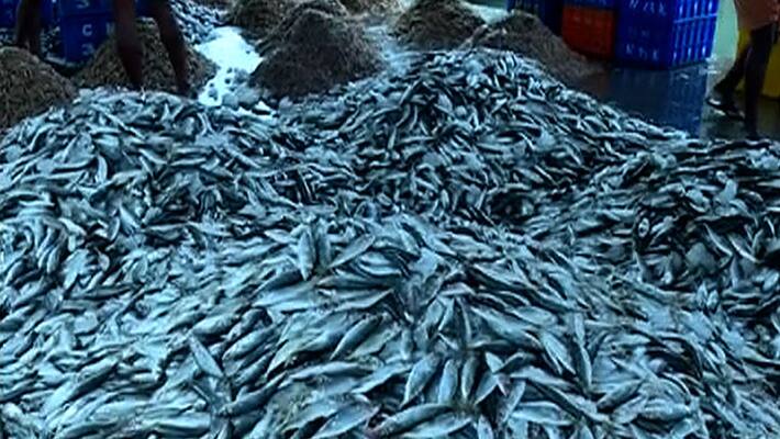 sardine scarcity in kerala sardine scarcity in kerala