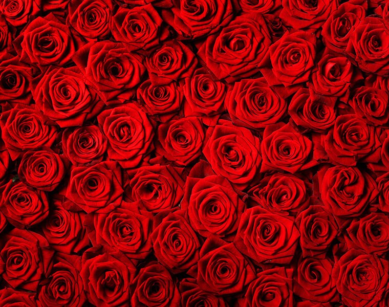 Roses symbolize a lot of things, but most importantly, they symbolize love and respect. On the special day, you can gift a single rose to your guru to show how much they mean to you.