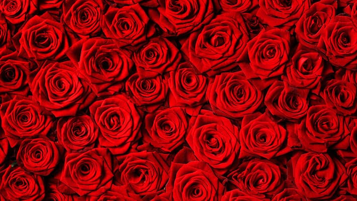 Valentines Day Here is what 14 colours of roses mean Valentines Day Here is what 14 colours of roses mean