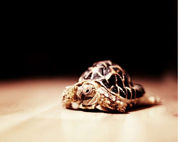 Tortoise vaastu tips that brings peace and Prosperity