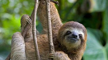 International Sloth Day 2023: Day, history, significance ATG EAI International Sloth Day 2023: Day, history, significance ATG EAI