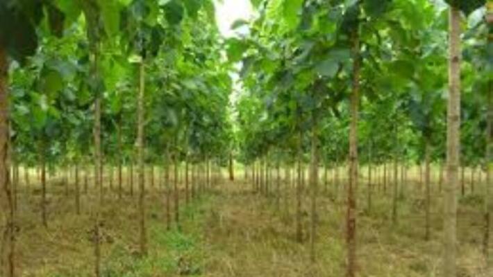 Maintenance Methods to Be Prepared in Bubble Tree ... Maintenance Methods to Be Prepared in Bubble Tree ...