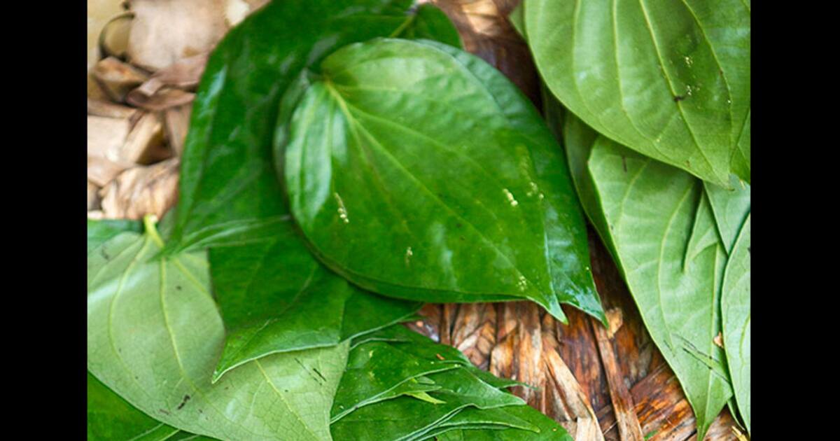 5-unexpected-benefits-of-paan-leaves