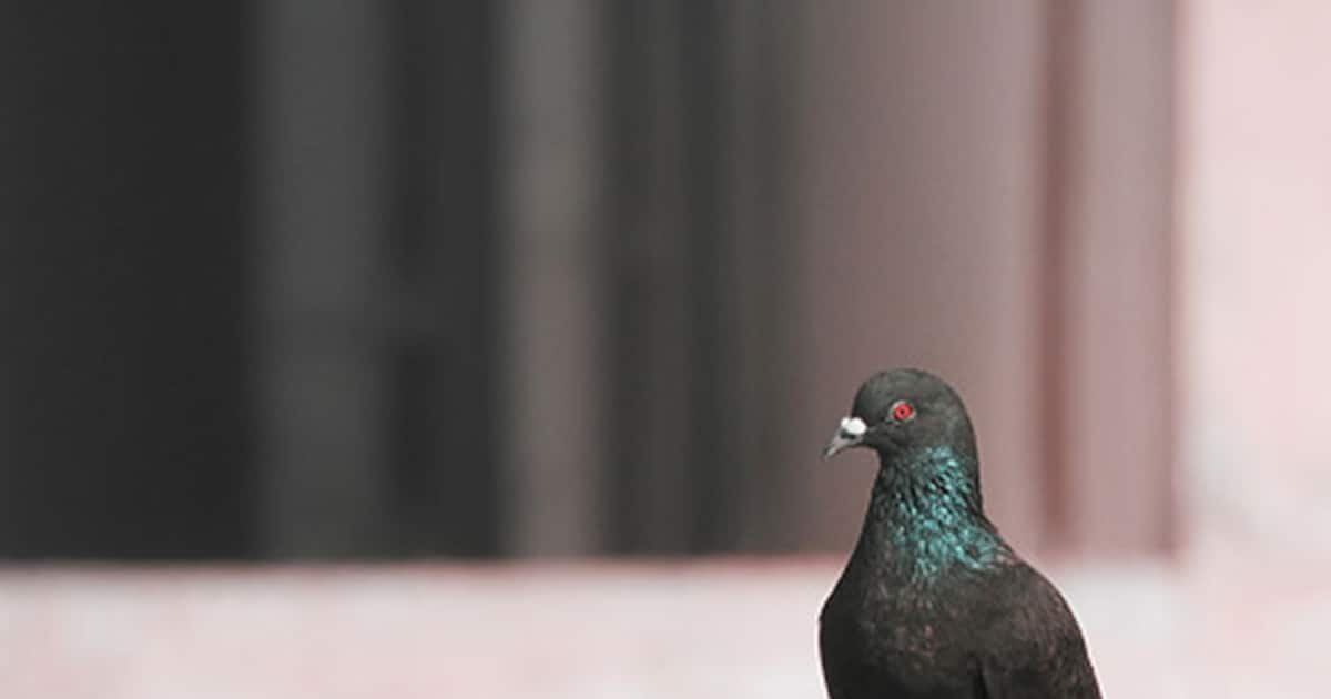 Arunachal's Pigeon scare: Chinese bird 'caught' spying?