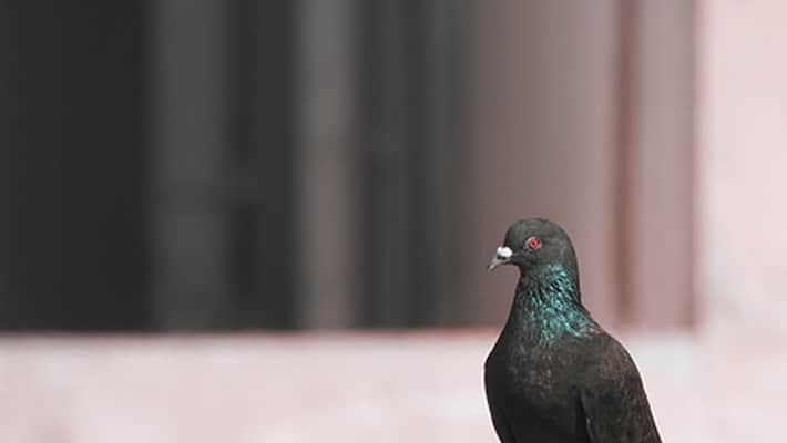 Indian officials capture Pakistani 'spy' pigeon carrying coded message Indian officials capture Pakistani 'spy' pigeon carrying coded message
