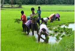 Cabinet MSP compensation for farmers private players Narendra Modi