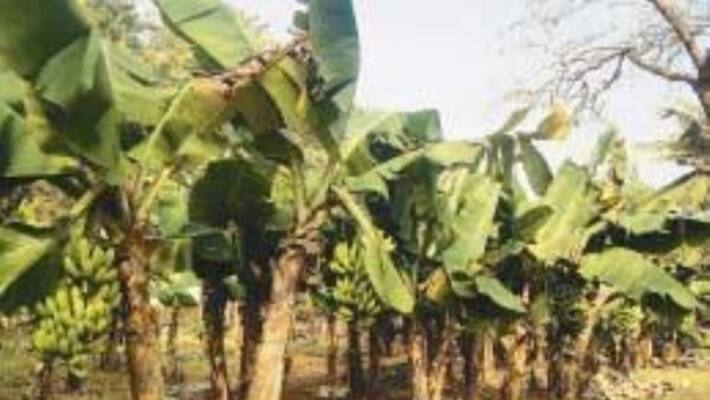 Can you know about tissue banana cultivation technology? Can you know about tissue banana cultivation technology?