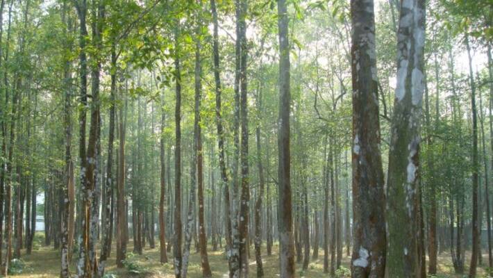 Heres some information you do not know about the Akar tree ... Heres some information you do not know about the Akar tree ...