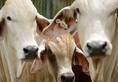 BJP Telangana manifesto pledges free distribution of one lakh cows in state
