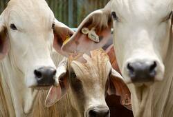 BJP Telangana manifesto pledges free distribution of one lakh cows in state