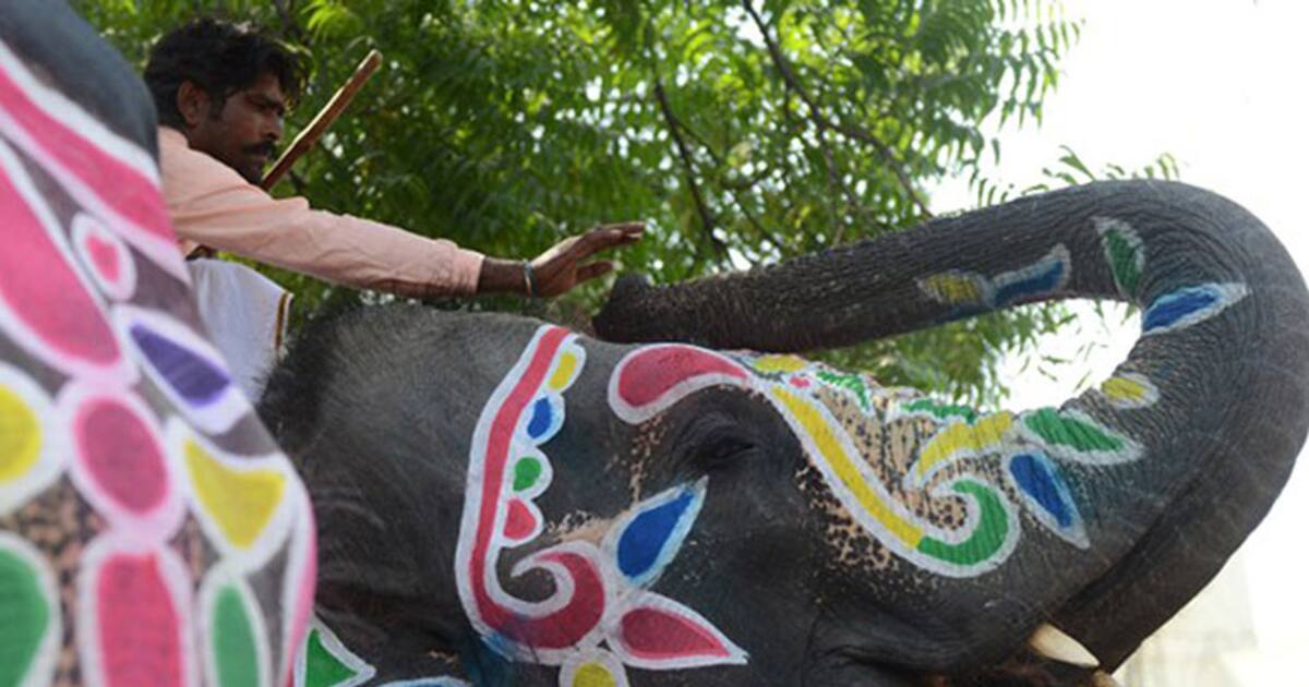 Video: மயிலாடுதுறையில் யானைக்கு பொன்விழா கொண்டாடிய கோவில் நிர்வாகிகள்