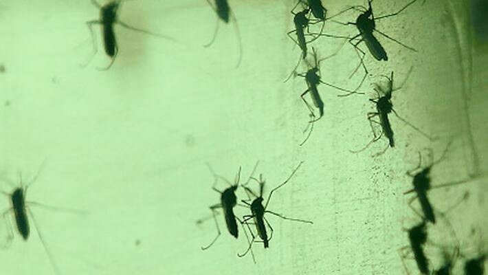 mosquito bite will be very heavy whoever wearing the dark colour dress mosquito bite will be very heavy whoever wearing the dark colour dress