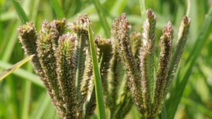 In this natural way ragi cultivation can be more profitable ... In this natural way ragi cultivation can be more profitable ...
