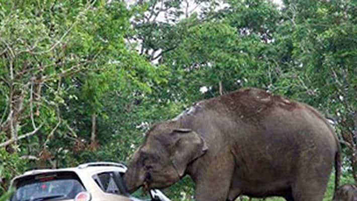 Bandipur, the place where selfies kill more than wild animals