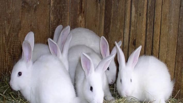 rabbit food in tamil