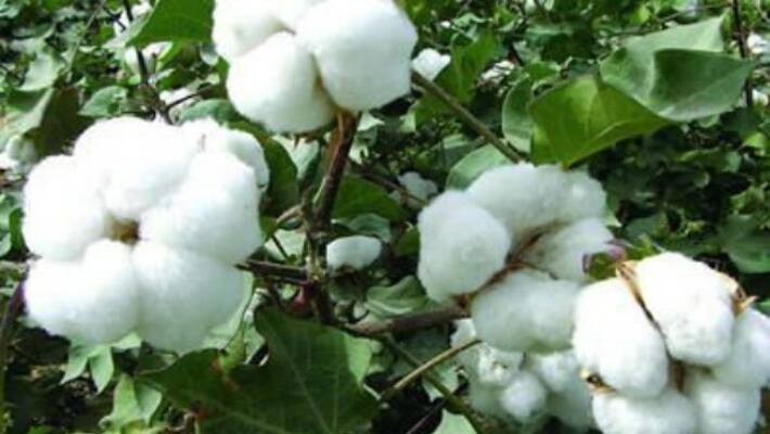 Management of fertilizers in cotton culture Management of fertilizers in cotton culture
