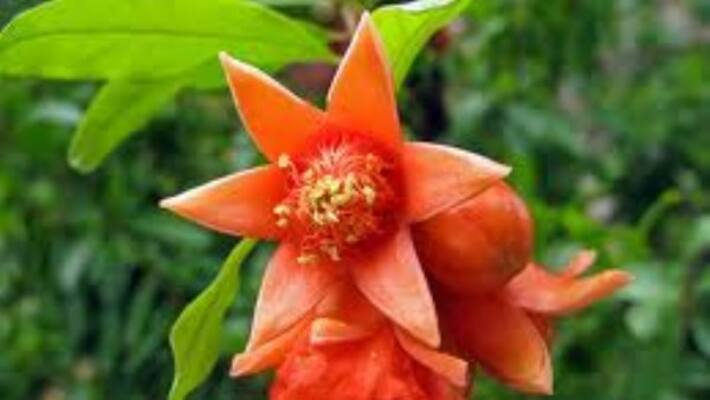 pomo flower helps you with nervous breakdown. How? pomo flower helps you with nervous breakdown. How?