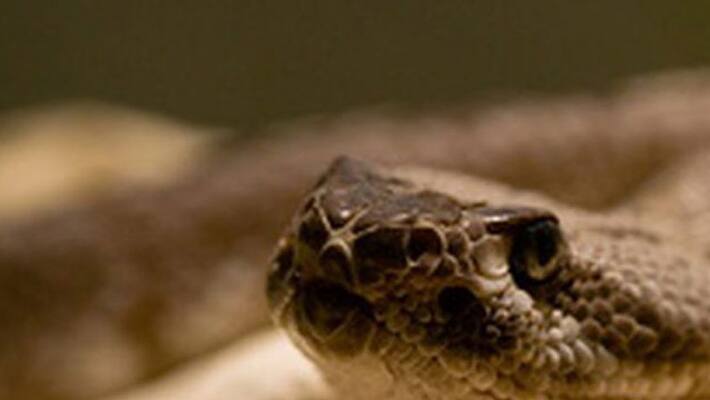 Kodagu Be aware Of Pit vipers when Coffee seeds plucking snr Kodagu Be aware Of Pit vipers when Coffee seeds plucking snr