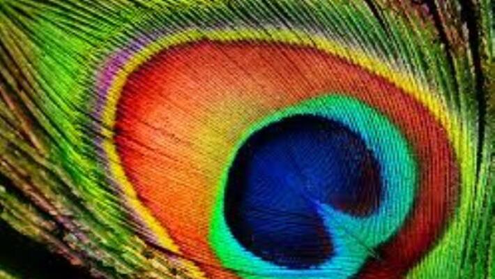 peacock feather gives wealth and health peacock feather gives wealth and health
