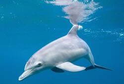 Calling dolphin-whale hybrids spotted off Hawaii 'wholphin' is wrong: Here's why