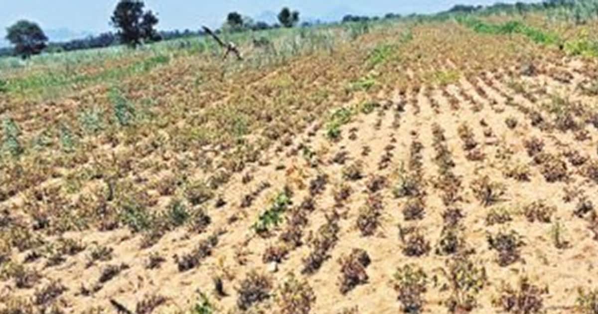 Farmers destroy crops due to water scarcity