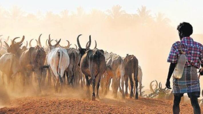 Wild Buffalo dies in doubtful Circumstances at Shivamogga Wild Buffalo dies in doubtful Circumstances at Shivamogga